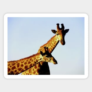 African Wildlife Photography Blue Sky Giraffe Magnet